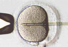 Embryo